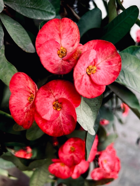 Photo un bouquet de fleurs rouges avec un centre jaune