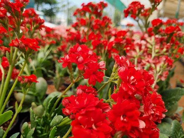 Un bouquet de fleurs rouges avec le mot « sur le devant ».