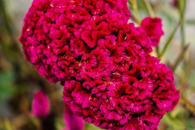 Un bouquet de fleurs rouges avec le mot "ne pas toucher" sur le dessus.