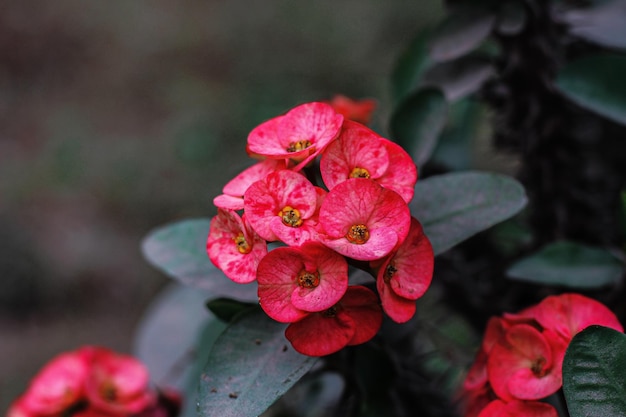 Un bouquet de fleurs rouges avec le mot orchidée dessus