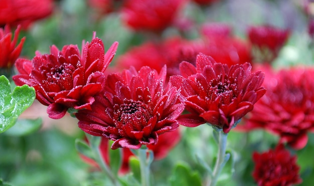 Un bouquet de fleurs rouges avec le mot zinnia en bas