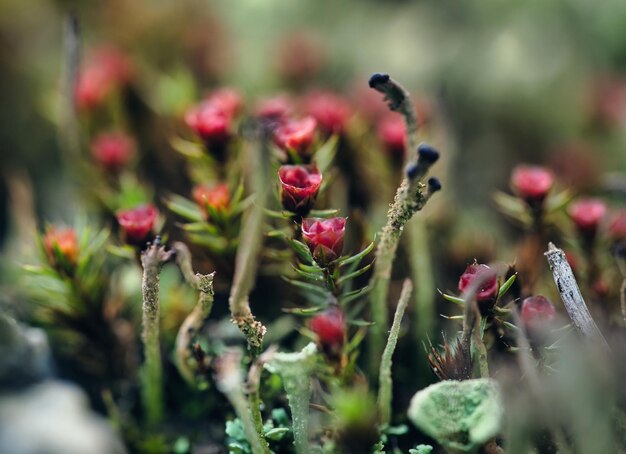 Photo un bouquet de fleurs rouges sur une surface moussue