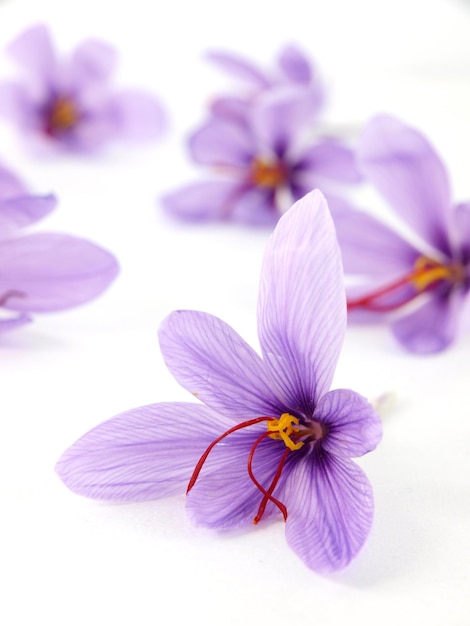 Un bouquet de fleurs de safran est posé sur une surface blanche.