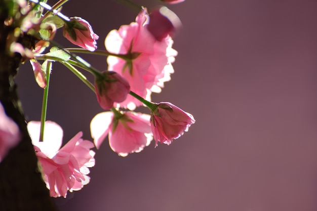 Bouquet de fleurs de sakura tendre sur fond rose.