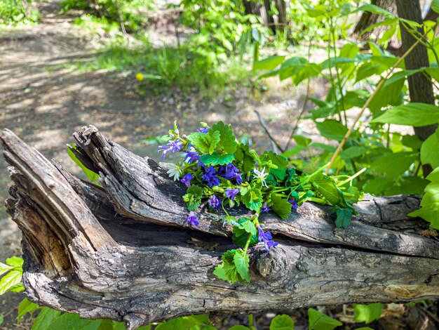 Bouquet de fleurs sauvages bleues sur une souche d'arbre en forêt