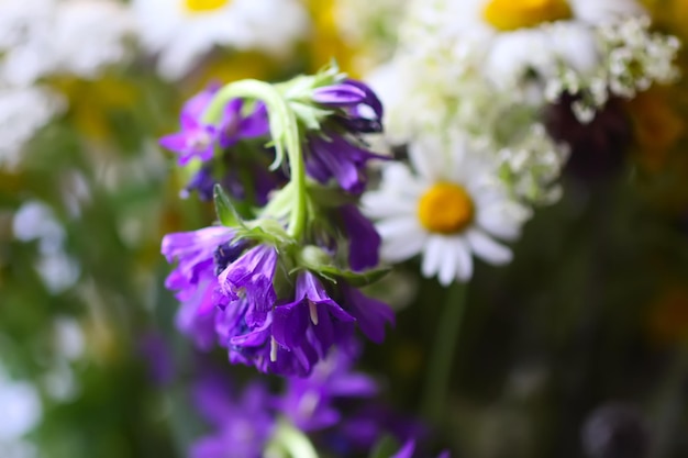 Un bouquet de fleurs sauvages d'été lumineuses