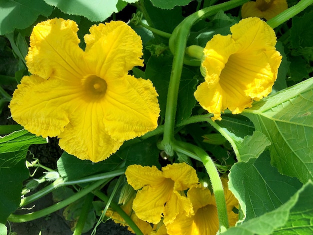 Bouquet de fleurs sauvages en fleurs dans le jardin