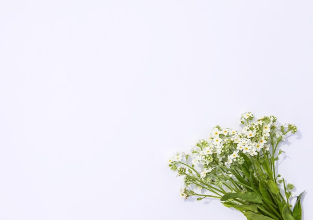 Bouquet de fleurs sauvages sur fond de papier doux Forgetmenot plante avec des fleurs bleues et blanches Espace de copie Conception de bannière d'affiche de carte florale