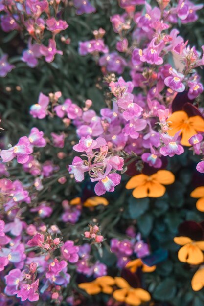 un bouquet de fleurs sauvages roses