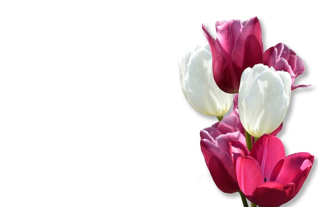 Bouquet de fleurs de tulipes fraîches sur fond blanc. Notion de fête des mères