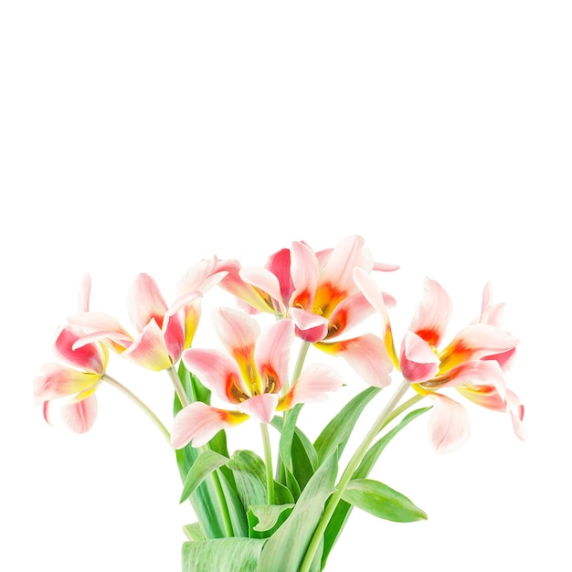 Bouquet de fleurs de tulipes isolé sur fond blanc