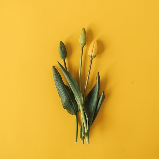 Bouquet de fleurs de tulipes jaunes sur jaune