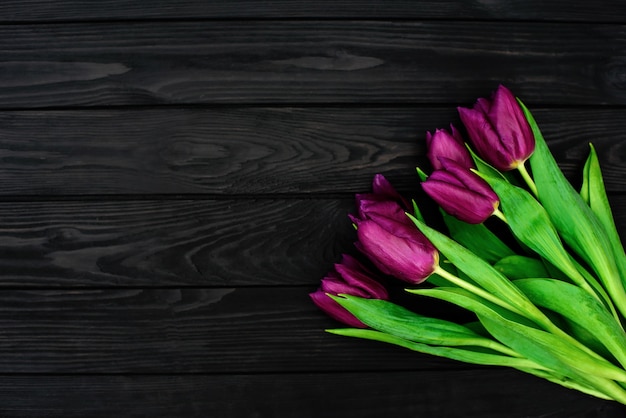 Bouquet de fleurs de tulipes pourpres de printemps Mise à plat.