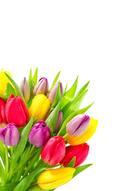 Bouquet de fleurs de tulipes printanières fraîches avec des gouttes d'eau Saint Valentin