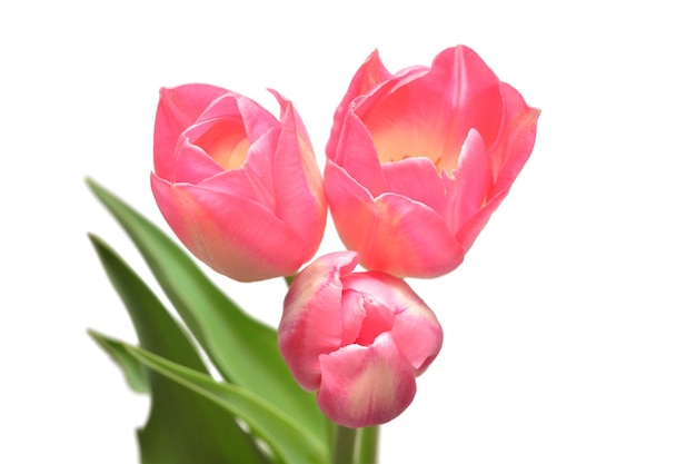 Bouquet de fleurs de tulipes roses isolés sur fond blanc Nature morte mariage Mise à plat Vue de dessus