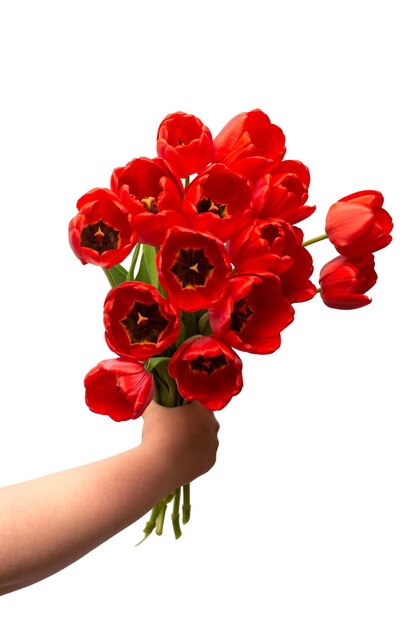 Bouquet de fleurs de tulipes rouges tient dans la main isolé sur fond blanc mariage de vie morte mise à plat vue de dessus