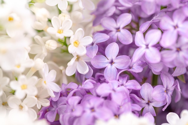 Un bouquet de fleurs violettes et blanches avec le mot lilas en bas