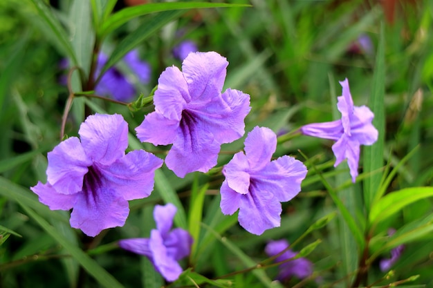 Bouquet de fleurs violettes de couleur pourpre sur le buisson vert