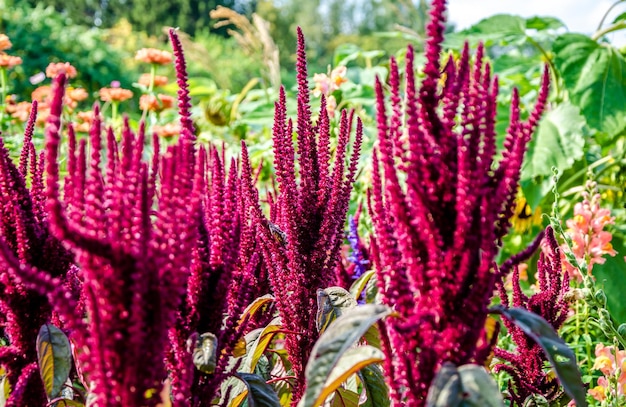 Un bouquet de fleurs violettes avec le mot " agave " sur le dessus.