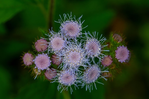 Bouquet de fleurs violettes sur une plante