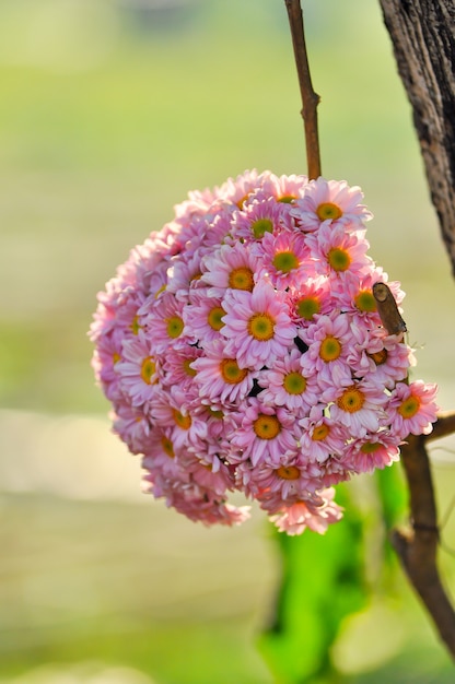 Bouquet de fleurs