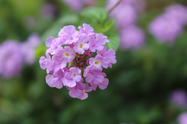 Bouquet de fleurs