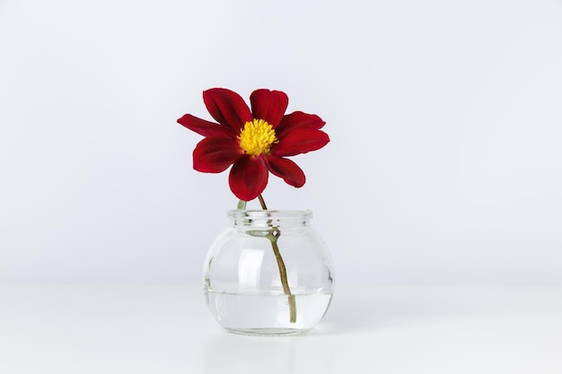 Bouquet floral minimaliste dans un petit vase en verre fleur rouge dans une bouteille transparente contre un mur blanc