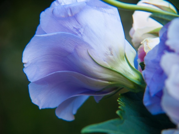 Bouquet floral