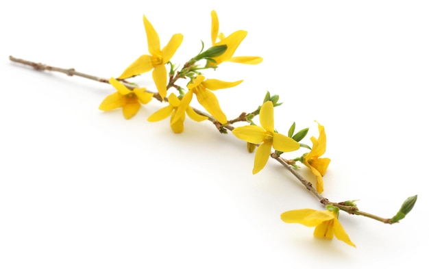 Bouquet de forsythia frais sur fond blanc