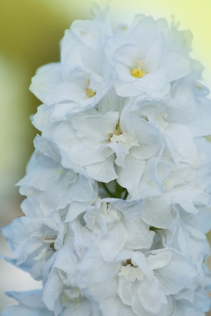 Bouquet frais de belles fleurs naturelles sur le terrain Delphinium fleurs blanches fleurs fleurs Delphinium croissance des fleurs blanches dans le jardin