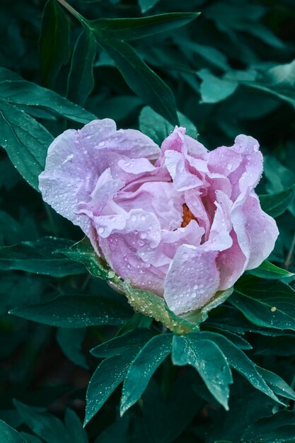 Bouquet frais de fleurs de pivoine violette. Concept d'amour de fleur. Carte, lieu de texte, espace de copie.