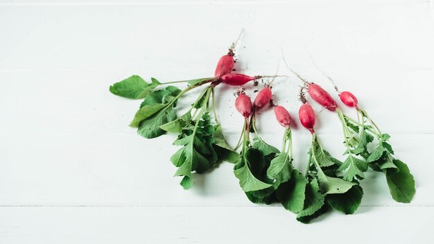 Bouquet frais de radis sur un fond en bois blanc