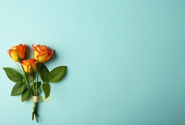 Bouquet frais de roses sur fond turquoise