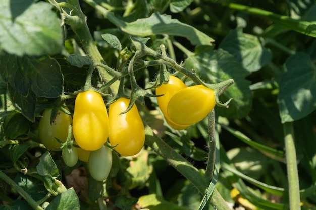 Bouquet frais de tomates cerises jaunes dans le jardin prêt à cueillir