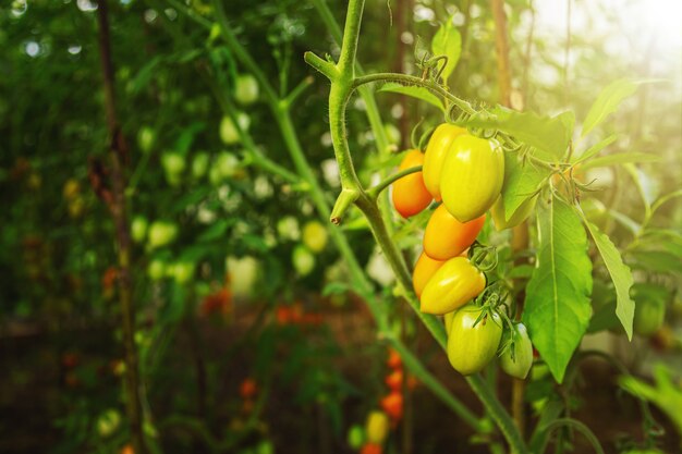 Bouquet frais de tomates naturelles rouges mûres et non mûres poussant dans une serre à domicile. Concept d'agriculture et de jardinage.