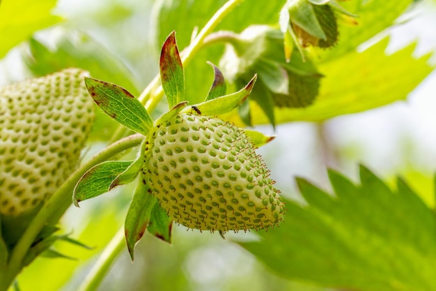 Photo bouquet de fraises avec des baies non mûres