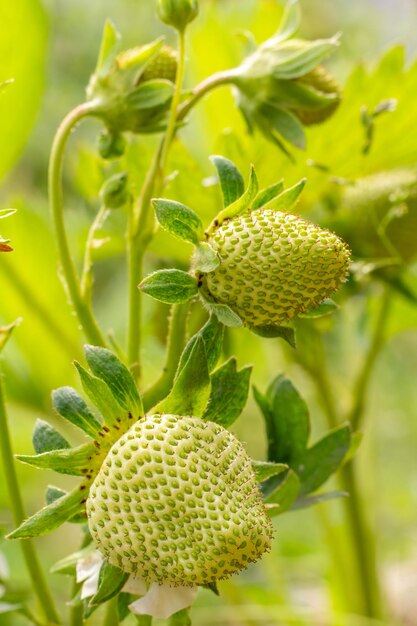 Photo bouquet de fraises avec des baies non mûres