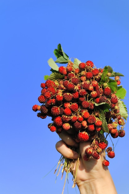 Bouquet de fraises des bois dans la scène d'été de la main de la femme sur le fond du ciel