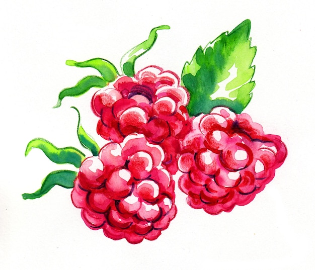 Bouquet de framboises. In et dessin à l'aquarelle