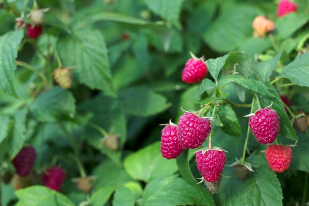 un bouquet de framboises mûres rouges dans le jardin d'été avec un gros plan