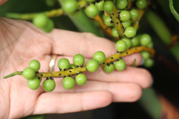 Un bouquet de fruits d'un arbre Chamaedorea Seibertii