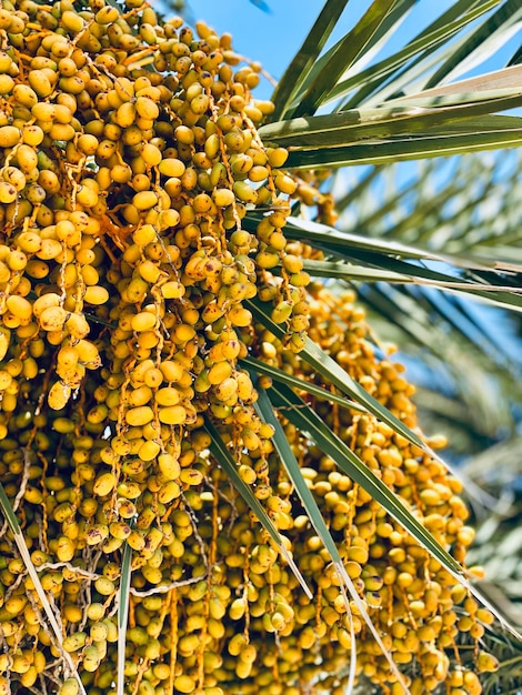 Bouquet de fruits dattes jaunes sur un palmier en Israël