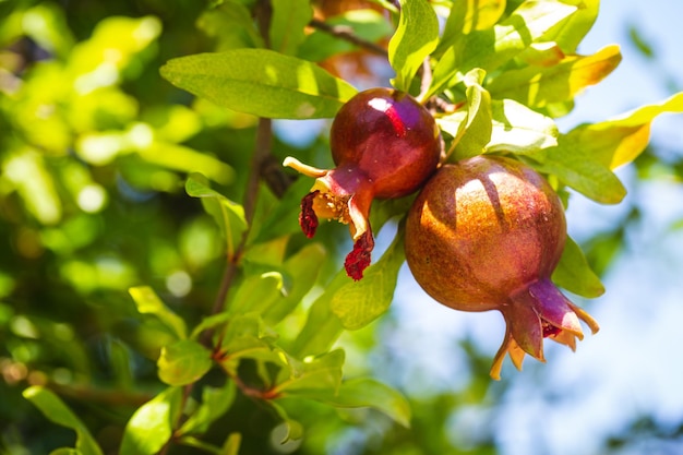 Bouquet de fruits de grenade poussant sur un arbre dans le jardin