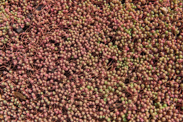 Un bouquet de fruits rouges avec des graines vertes et rouges