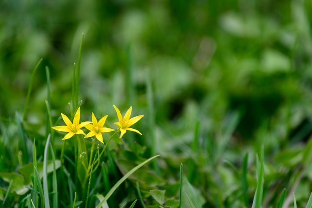 Bouquet de Gagea lutea