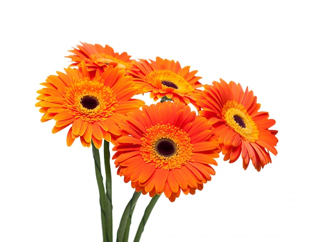 Bouquet de gerbera sur blanc.