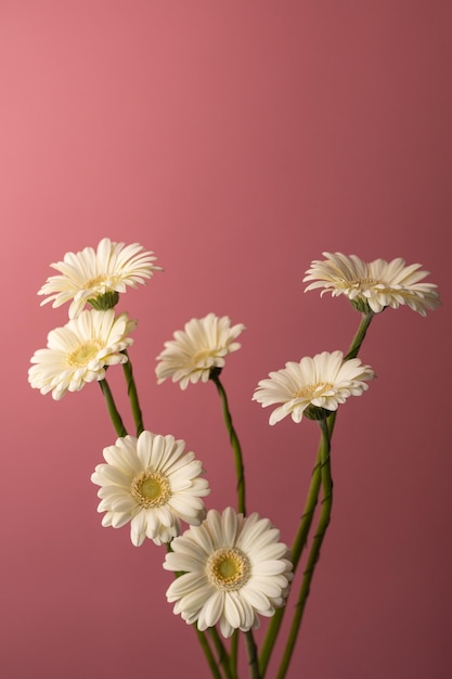 Bouquet de gerberas blancs sur fond rose