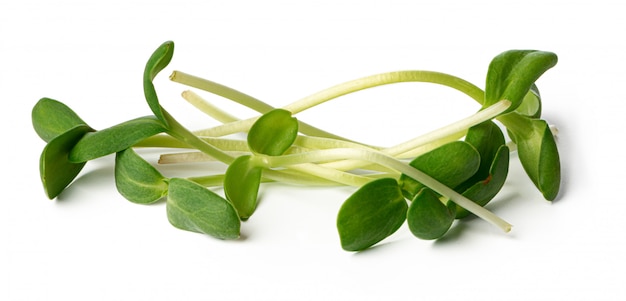 Bouquet de germes verts micro isolé sur fond blanc