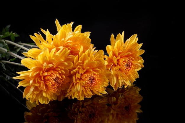 Bouquet de gros chrysanthèmes jaunes sur fond noir avec reflet