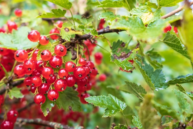 Bouquet de groseilles sur un buisson au soleil Baies fraîches ribes rubrum